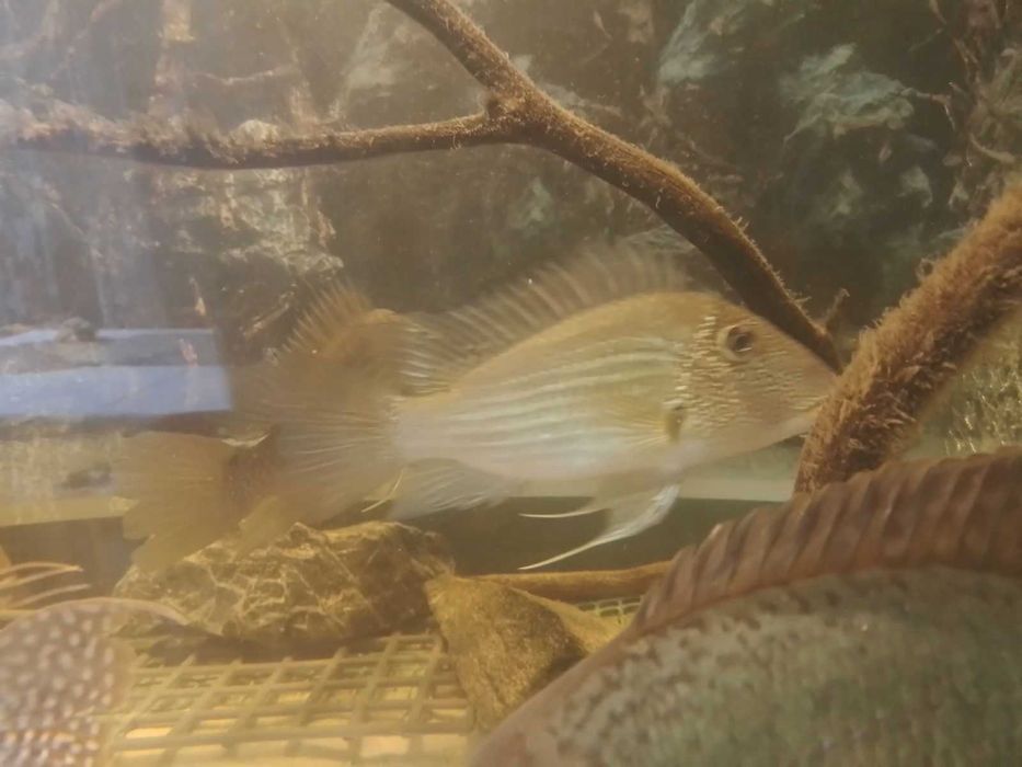 Satanoperca mapiritensis