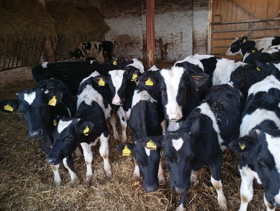 Starterki ncb byczki