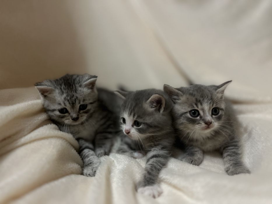 Кошенята шотланські прямовухі