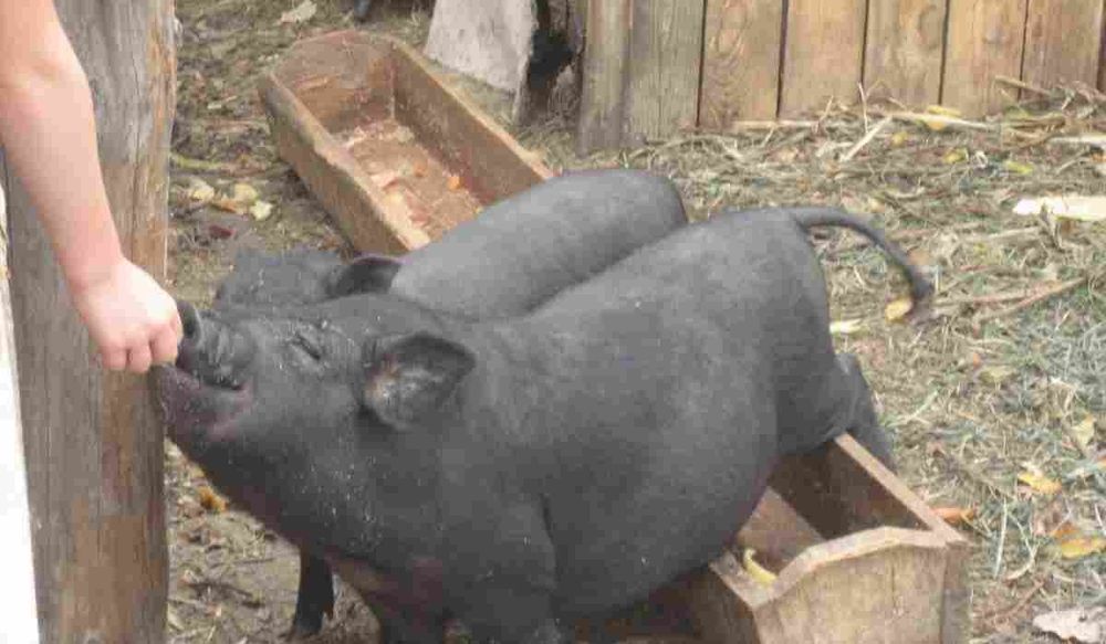 В'єтнамська свинка. Свині. Поросята.