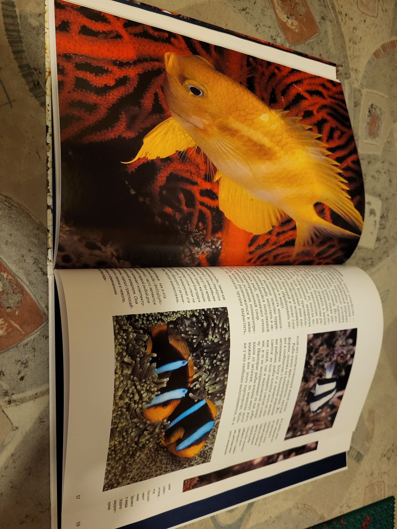 Аквариумные рыбки Подарочная книга