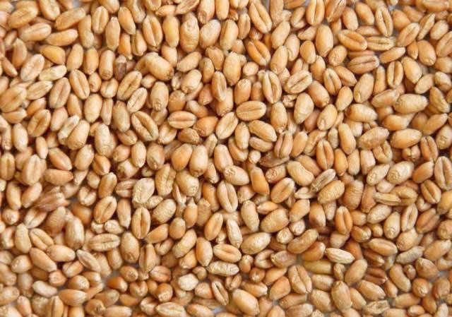 Пшениця  4.2грн за кг врожай 2023р