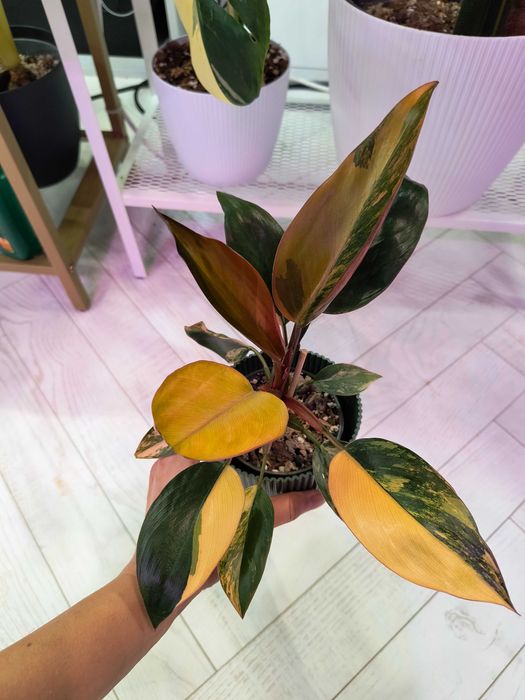 Philodendron Red Congo Variegated, don 9cm