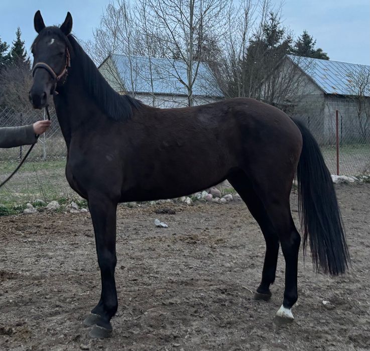 Młoda klacz pod siodło