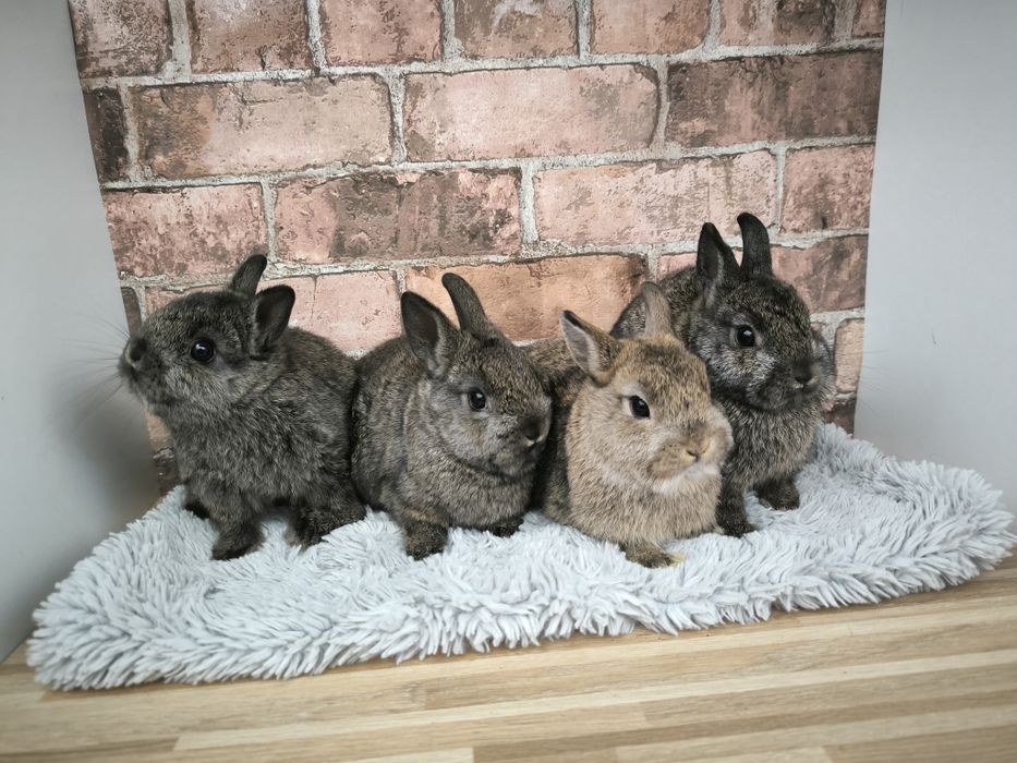 Króliczki karzełki szare ciemnoszare mini króliki