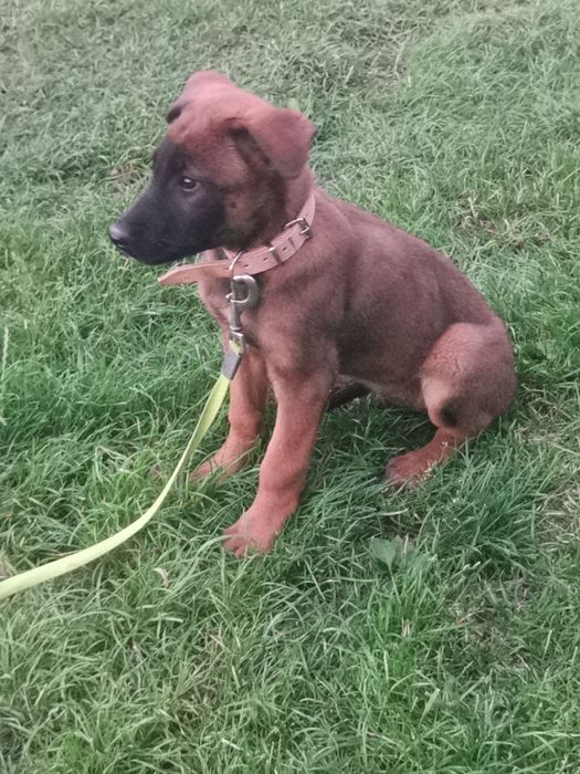 Owczarek Belgijski stróżujący