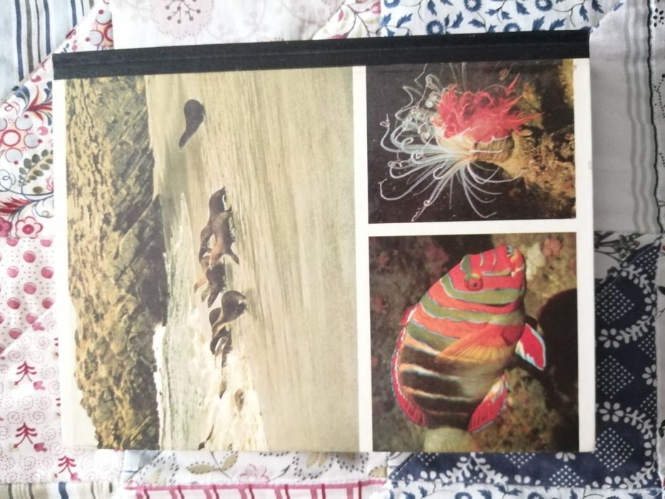 Livro - Segredos do mar - O mundo fascinante dos mares e das ilhas