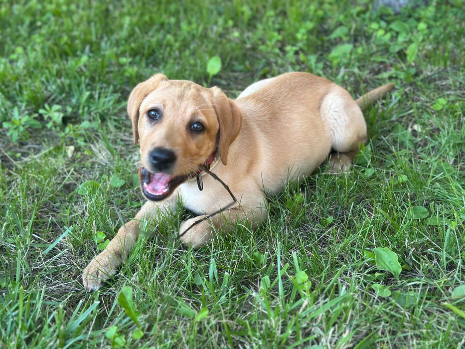 Продаємо дівчинку Лабрадора 8 місяців у гарні руки