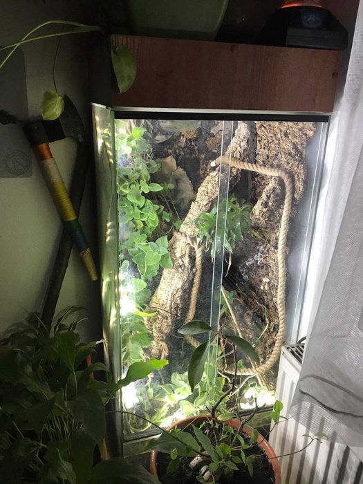 Terrarium dla kameleona (ENG: terrarium for chameleon)