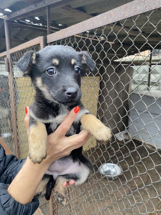 Цуценя-дівчинка в добрі руки