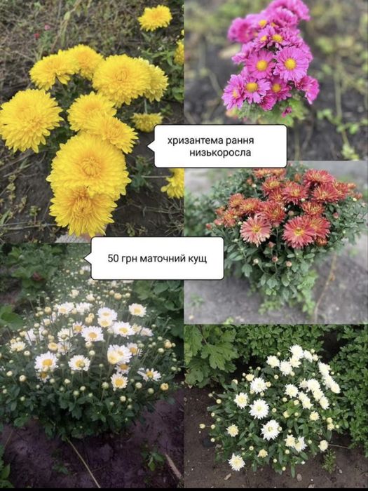 Продам хризантему різну, бересклет, самшит, хризантему різну, хости