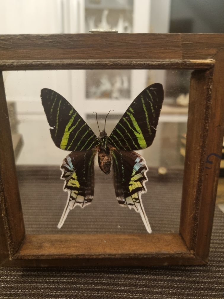 Motyl w gablotce