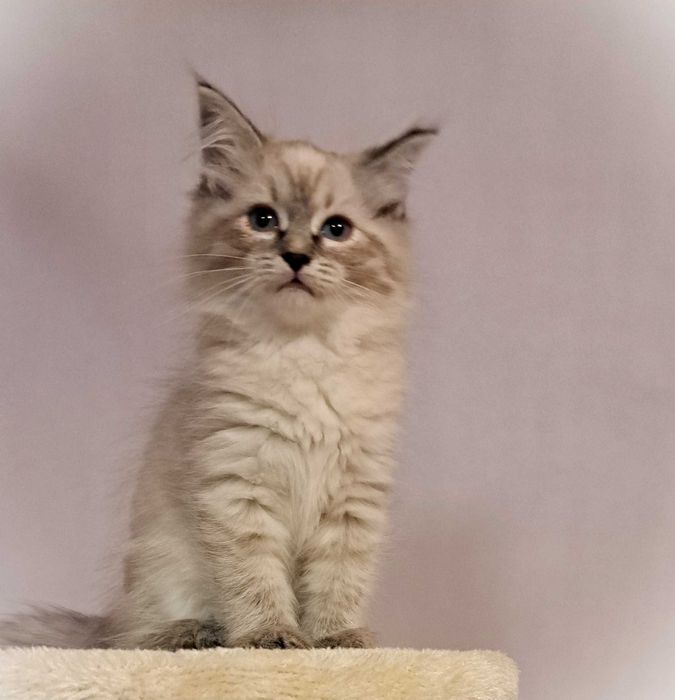 Kotka Neva Masquerade - szarawa piękność, Perła