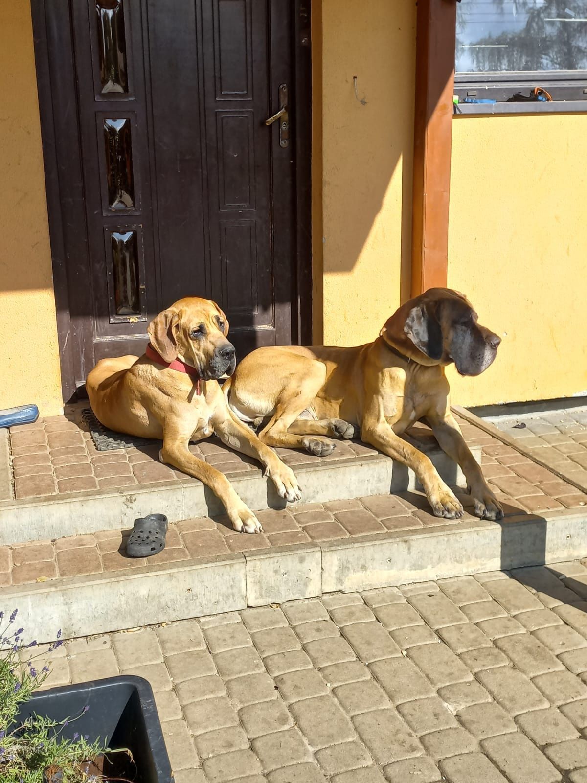 Dog niemiecki szczenięta