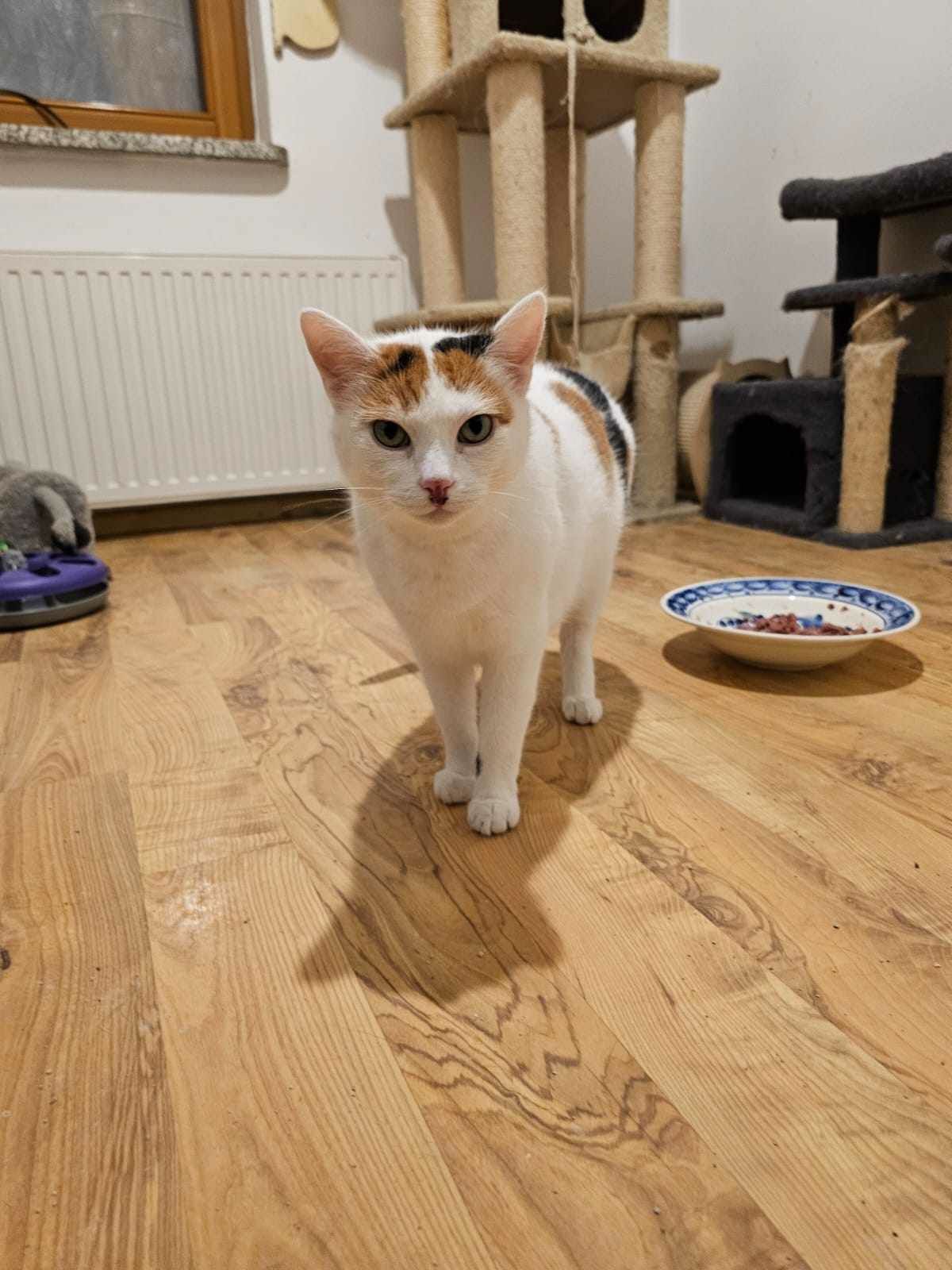 Dorosla ok.2 letnia wysterylizowana kotka szuka domku.