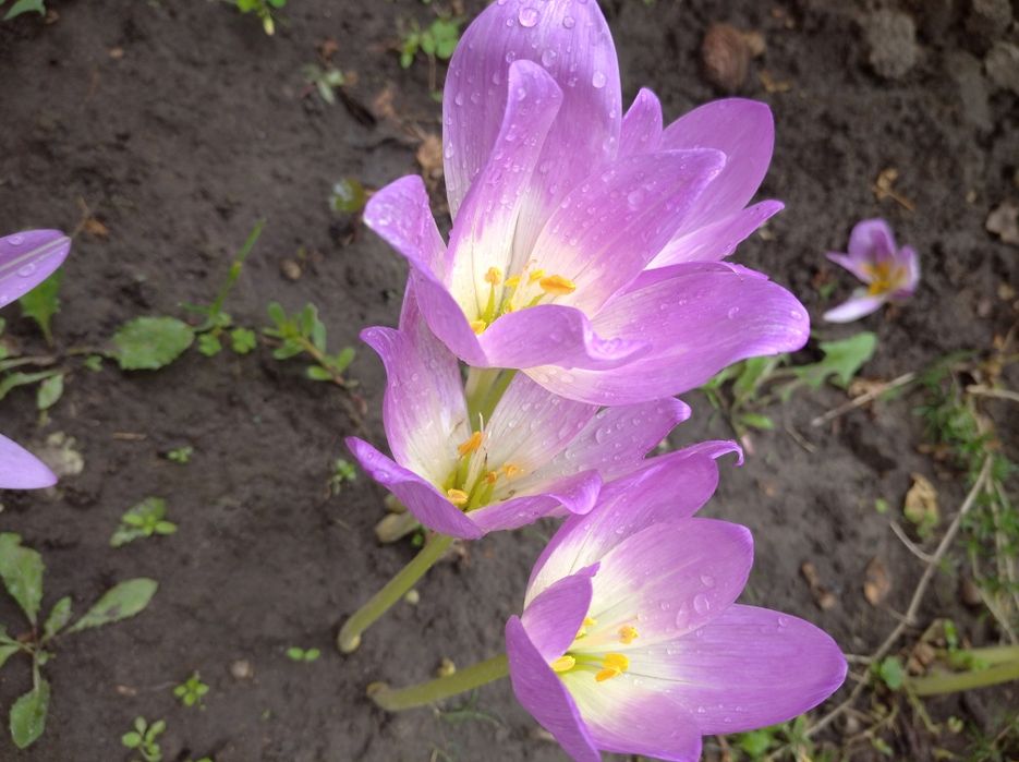 Колхіум або безвременник
