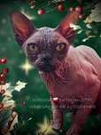 Jedyna taka‼️ Zaje.. Perfekcyjna, Piękność Sphynx Sfinks Sfinx Sphinks