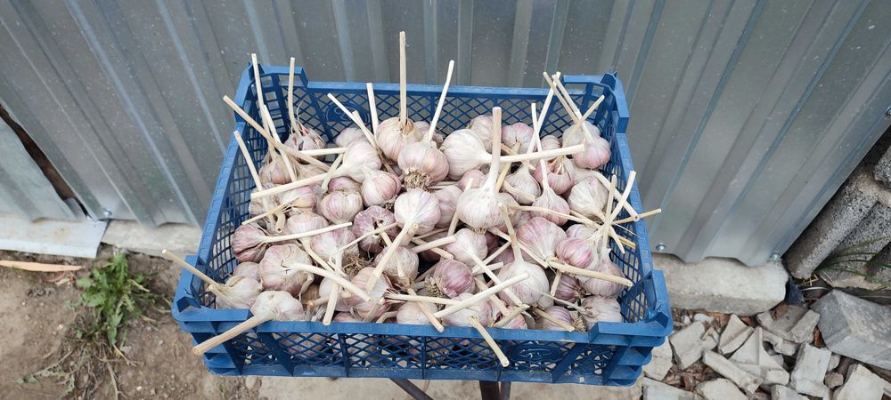 Czosnek Harnaś oraz Syberyjski