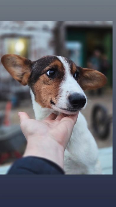 Отдам пса-компаньона, 7 месяцев, кастрирован, привит