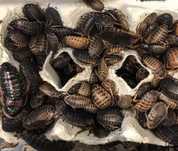 Karaczany Argentyńskie Dubia 0,6-1,2cm pakiet 30szt