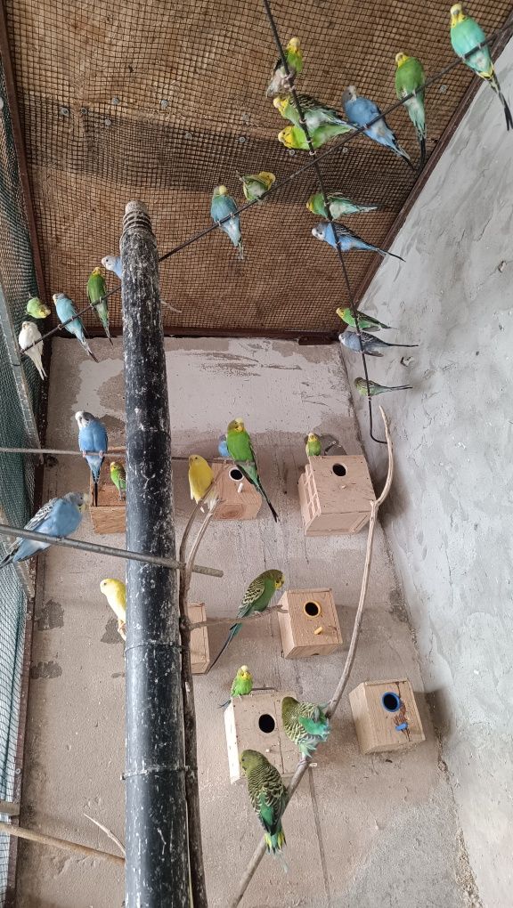 Vendo piriquitos australianos