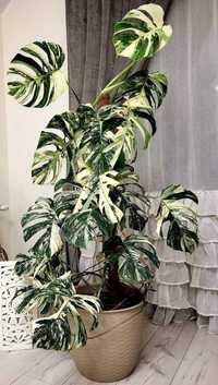 Monstera Variegata