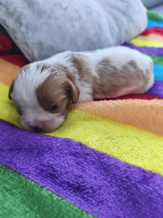 Sprzedam Cavalier king spaniel dziewczynka
