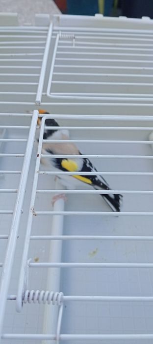 Tenho para ceder alguns pássaros de fauna