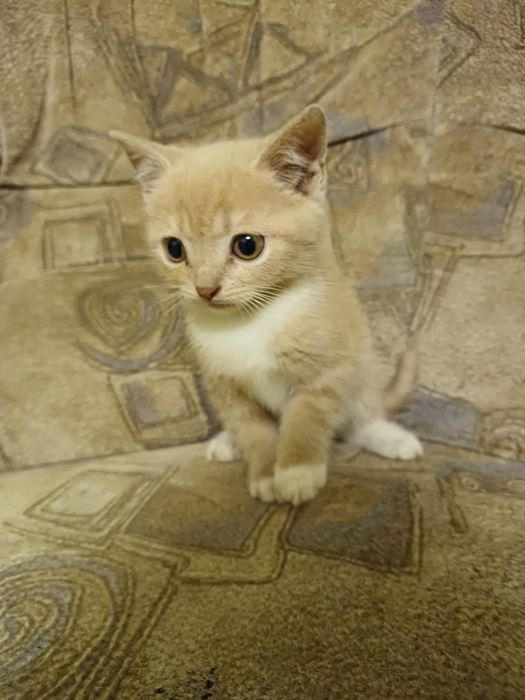 Віддам кошенят дівчинка і 3 хлопчика у добрі руки