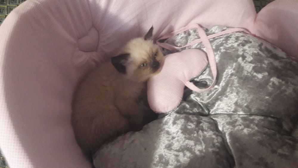 Ліжечко для кота