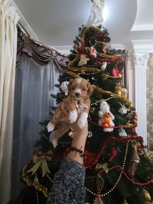 Тікап пудель міні і мальтіпу F1 ф2 дівчатка і хлопчики Ред  Львів.