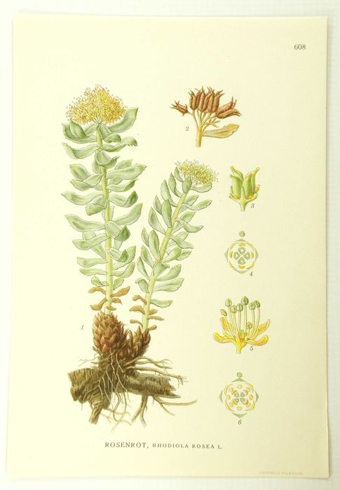 Stare ryciny botaniczne - litografie