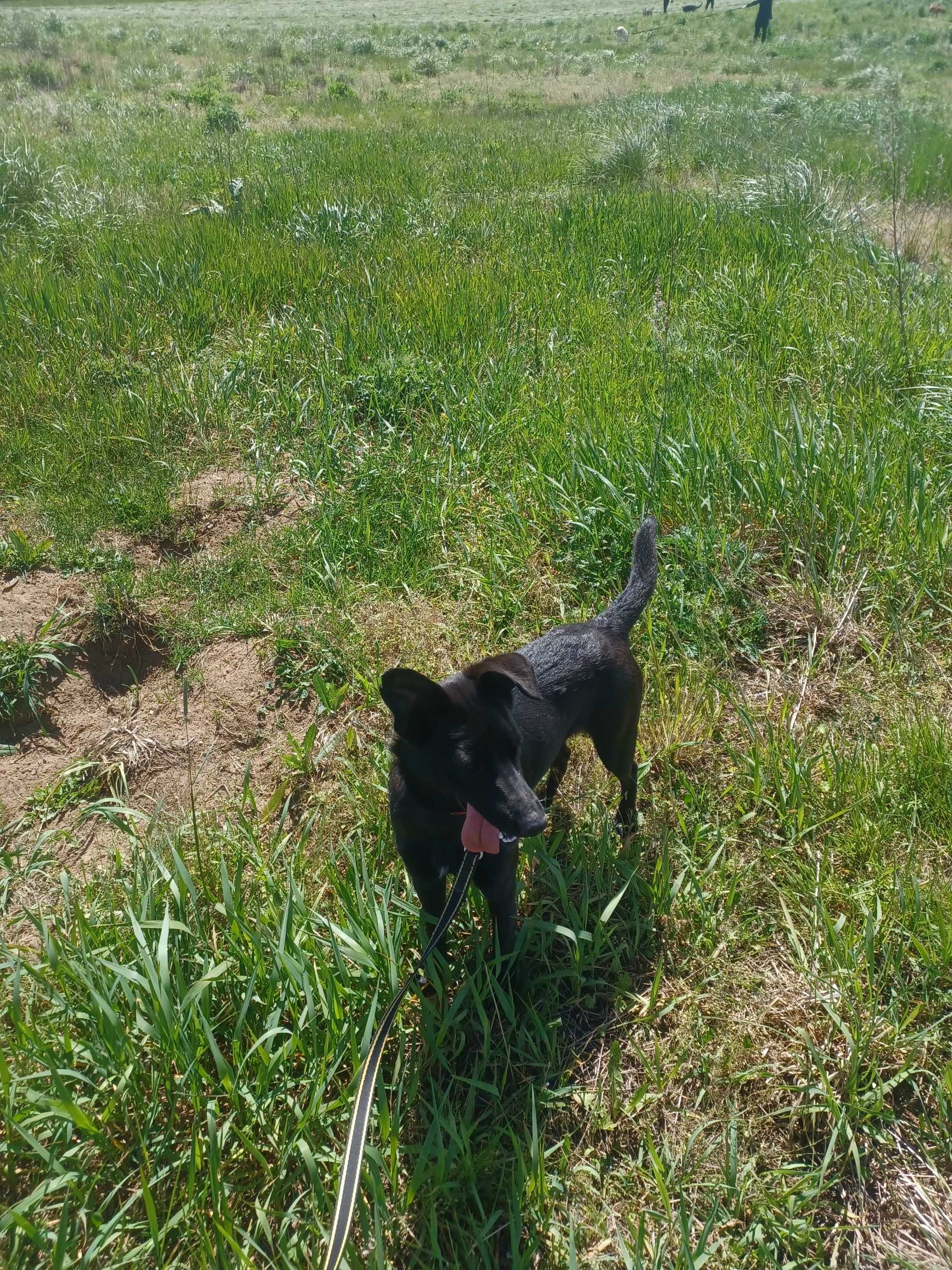 Urodziwy piesek w typie rasy patterdale terrier