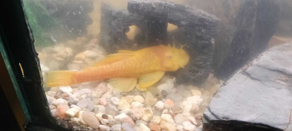 Vendo Ancistrus Albino Gold