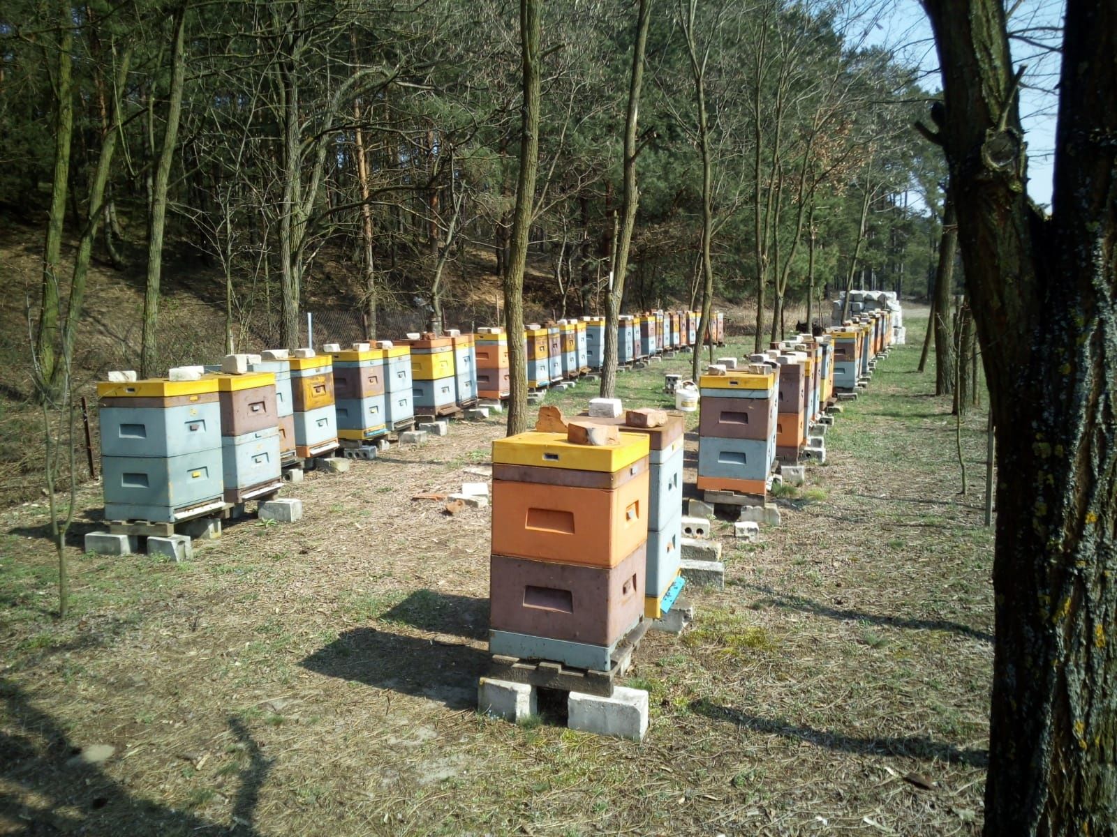 Odkłady pszczele .Rodziny pszczele, Pszczoły,5 ram wielkopolskich