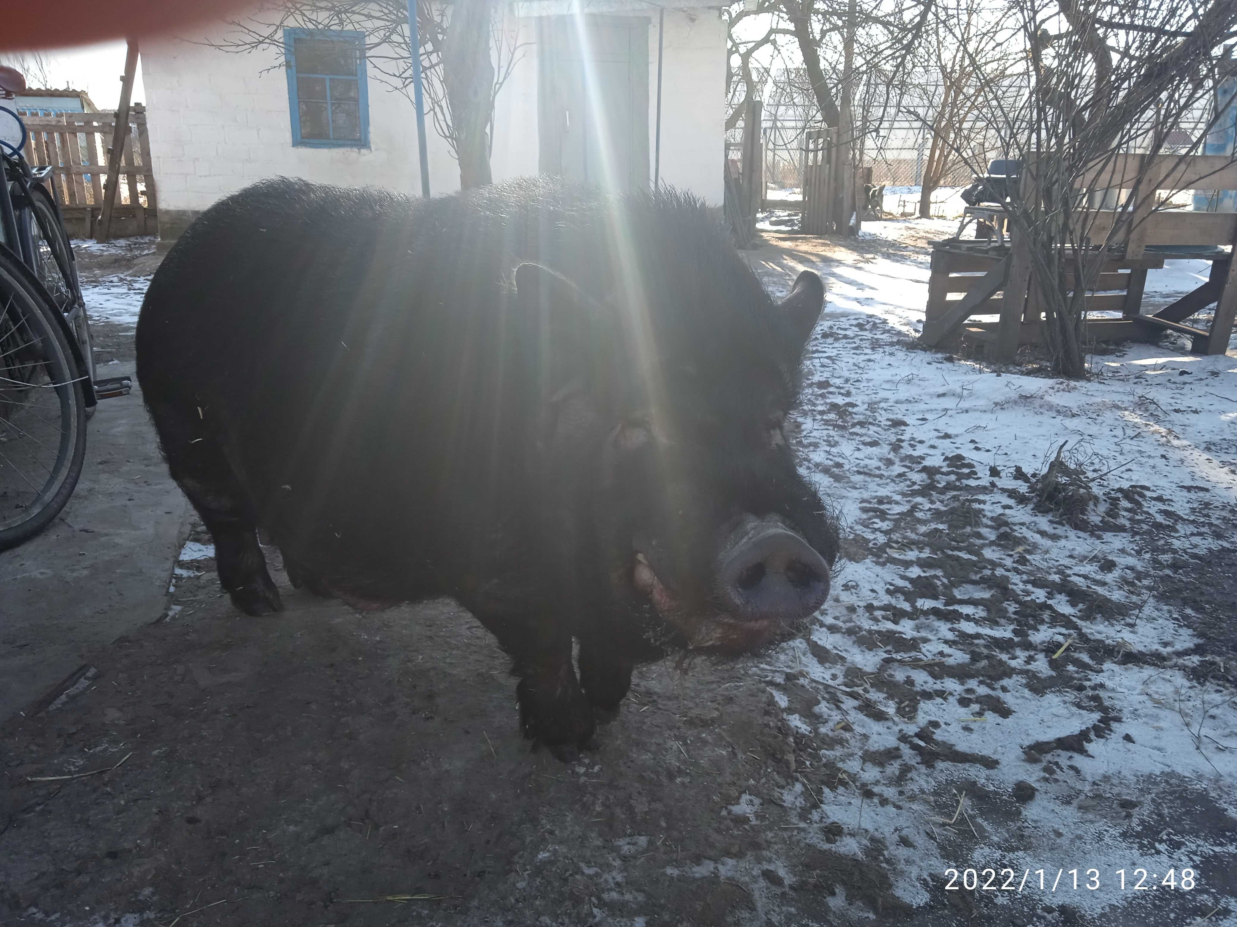 Дом с подсобным хозяйством, с большим участком земли в городе.