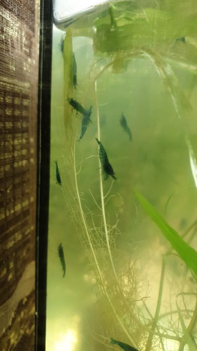 Акваріумна креветка. Неокардіна синій вельвет