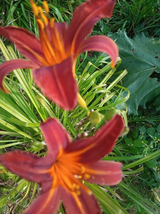 Liliowce  liliowce 10 szt