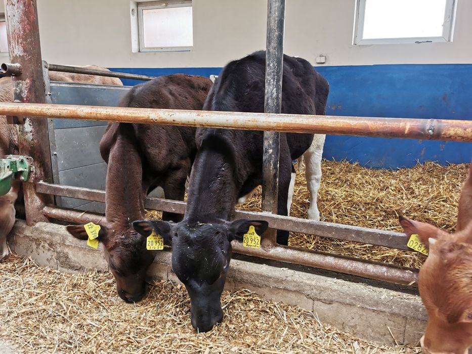 Odsadki mięsne zarlaki Byczki
