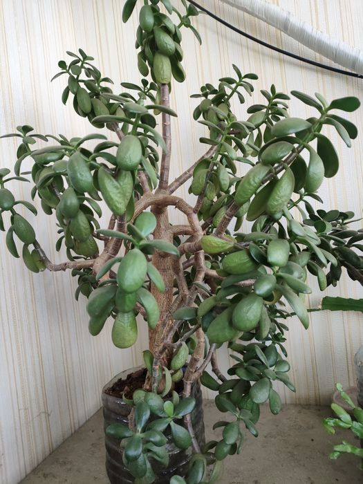 Денежное дерево комнатное растение