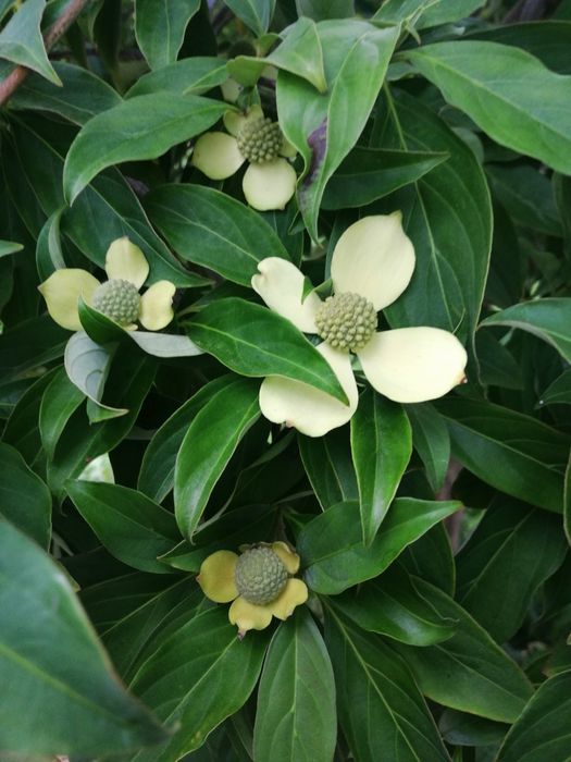 Arvore Cornus capitata  "Árvore-de-morangos-do-Himalaia"