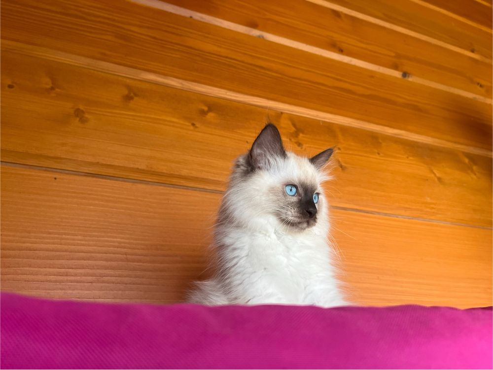 Kocurek piekny seal mitted i colorpoint/badania/FPL