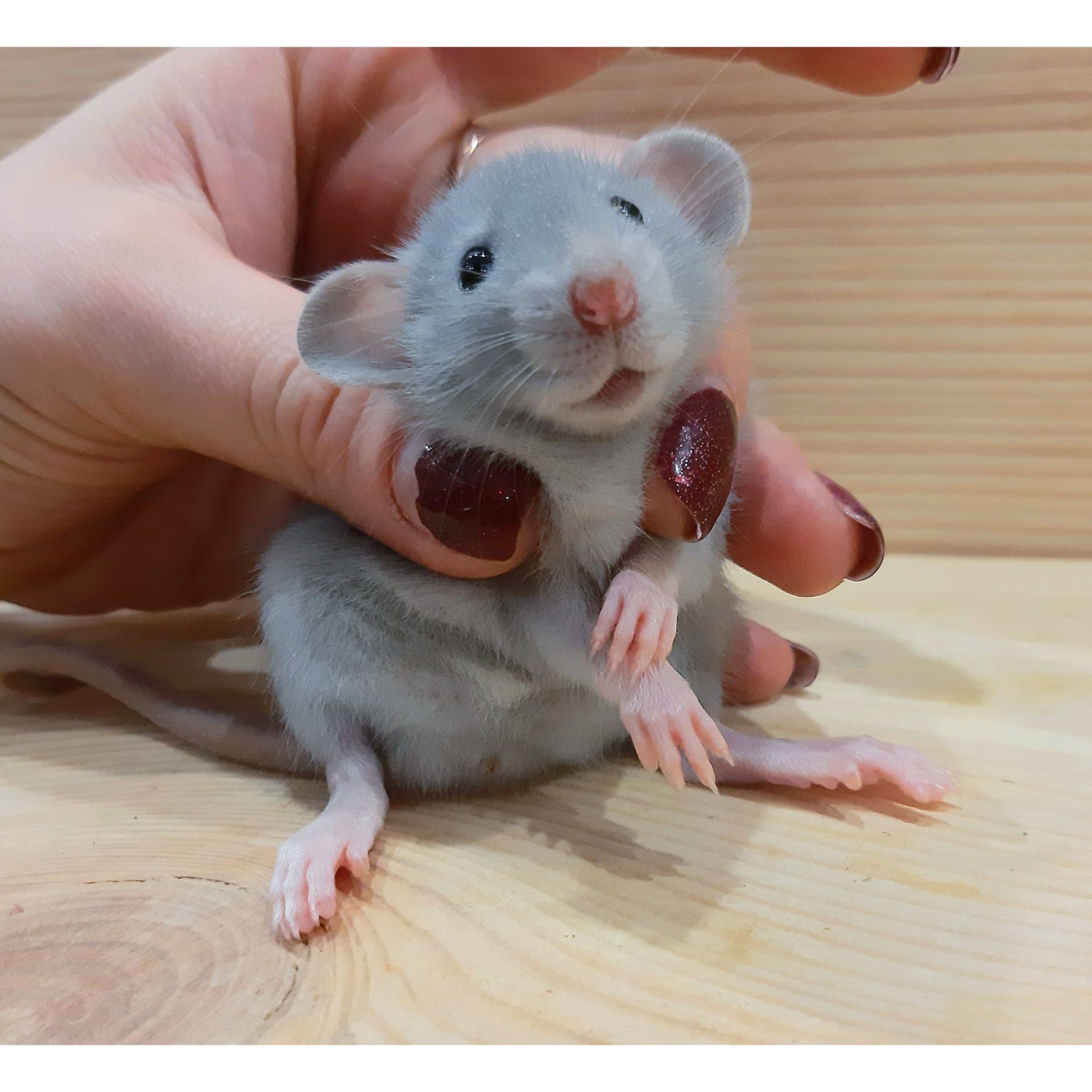 Крыски дамбо,крысы,крысята дамбо+клетки