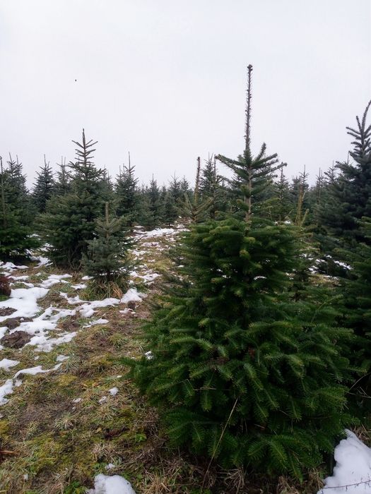 Jodła kaukaska import 150-200cm oraz 200-250cm palety