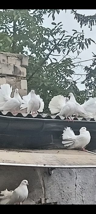 Pawiki gołębie  dorosłe