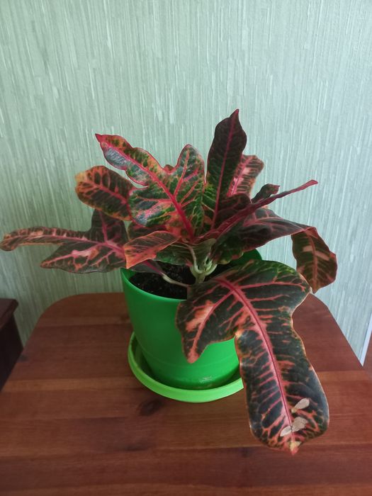 Кротон Экселент (кодиеум)