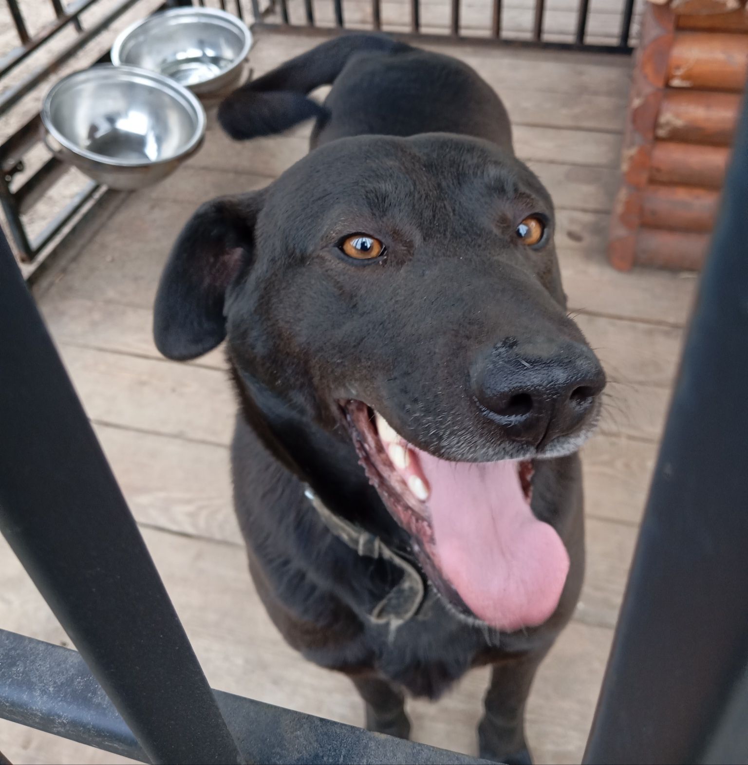 Piesek szuczka labradora