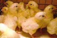 Цыплята инкубационные суточные Легорна