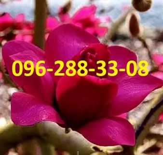 МАГНОЛІЯ Джені Дафні Сенсація Альба Вулкан Нігра Грандіфлора Суланжа