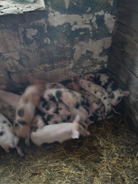 Продам поросят дюрок